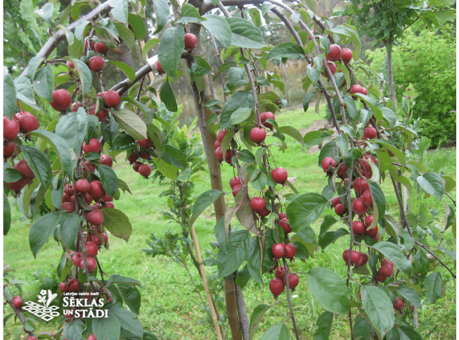 Malus × purpurea   'Pendula'
